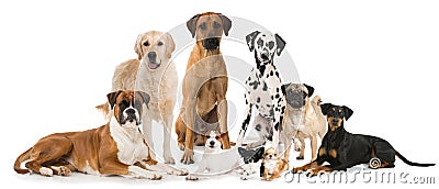 Group of dogs Stock Photo