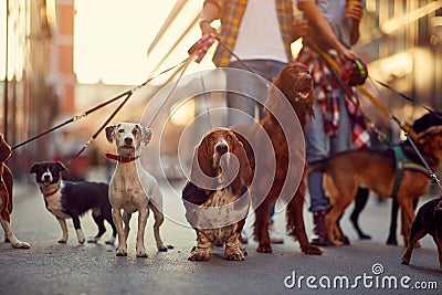 Group of dogs with man and leash ready to go for a walk Stock Photo