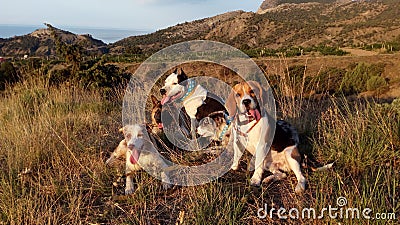 Group of dogs in the mountains Stock Photo
