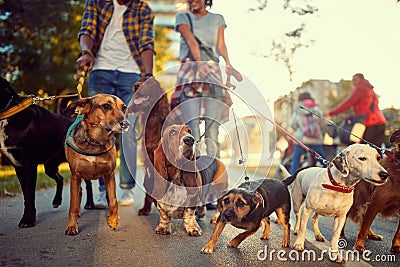 Group of dogs in the park walking with dog walker Stock Photo