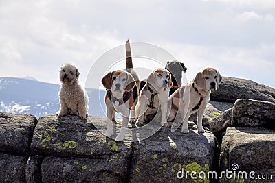 Group of dogs Stock Photo