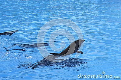 Group of dolphins swim in the blue water. Closeup of dolphin heads. Intelligent mammal in the pool. Bottlenose dolphin Stock Photo