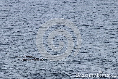 Group of dolphins swimming and diving in the ocean. Pacific white-sided dolphin Lagenorhynchus obliquidens in natural habitat. Mar Stock Photo