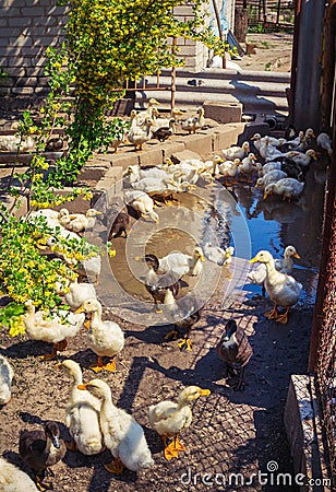 Group of domestic ducklings Stock Photo