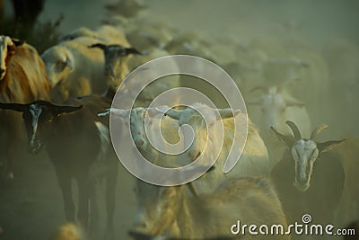 Group of domestic goats on the field in summer Stock Photo