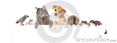 Group of Domestic Pets Over White Banner Stock Photo