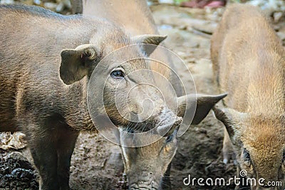 Group of domesticated wild boar eating food in the tropical fore Stock Photo