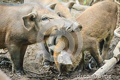 Group of domesticated wild boar eating food in the tropical fore Stock Photo