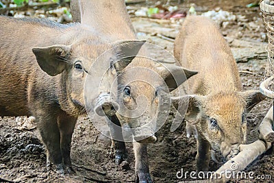 Group of domesticated wild boar eating food in the tropical fore Stock Photo