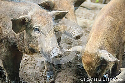 Group of domesticated wild boar eating food in the tropical fore Stock Photo