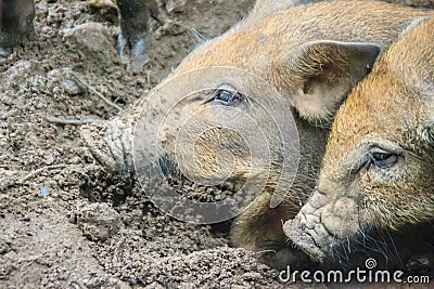 Group of domesticated wild boar eating food in the tropical fore Stock Photo