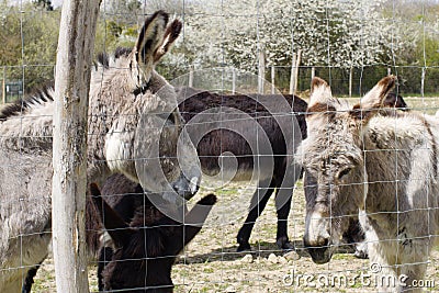 Group of donkeys enjoying the sun from springtime meadow Stock Photo