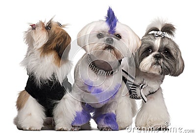 Group of dressed and groomed Shih-tzu's Stock Photo
