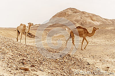 Group of dromedary camels walking in wild desert heat nature. Stock Photo