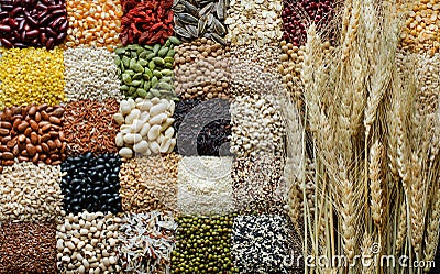 Group of dry wheat put on variety kinds of natural organic cereal and grain seed background Stock Photo