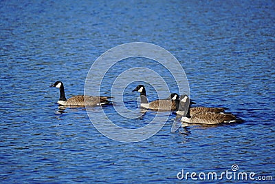 Group of duck leisurely swimming across a tranquil lake at the break of dawn Stock Photo