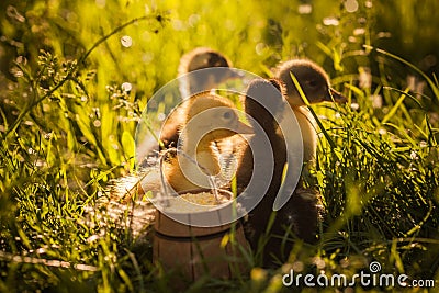 Group of ducklings walking in the grass Stock Photo