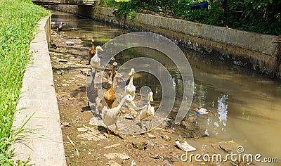 Group of ducks ready to cross the river photo taken in dramaga bogor indonesia Stock Photo