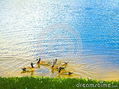 Group of ducks swimming on beautiful and vibrant lake Stock Photo