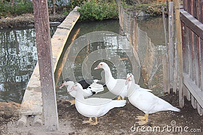 A group of ducks who want to find food in the afternoon Stock Photo