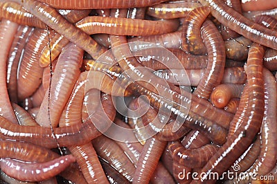 Group of earthworms Stock Photo