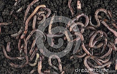 Group of earthworms in black soil as background, top view. Gardening concept. Stock Photo