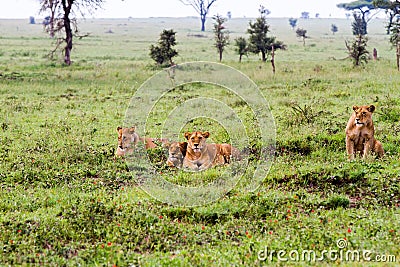 Group of East African lionesses Panthera leo preparing to hunt Stock Photo