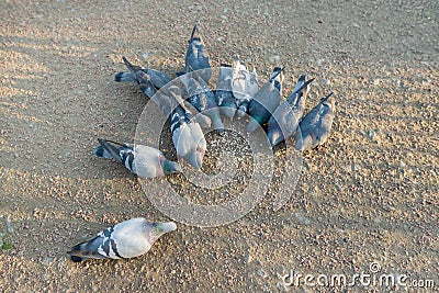 Group of eating pigeons, top view, birds on city asphalt Stock Photo