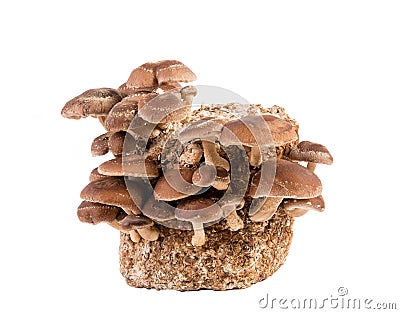 Group of edible Shiitake mushrooms, Lentinula edodes growing on log, isolated on white background. Stock Photo