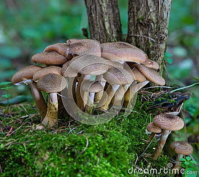 Group of edible wild mushrooms - honey agaric. Family of mushrooms. Fairy forest, the soft moss Stock Photo