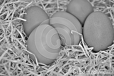 Group eggs natural food agricolture cicken nutrition food organic natural Stock Photo