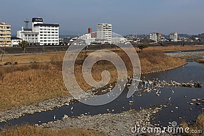 Egrets gathered at the Kuma River in Japan Editorial Stock Photo