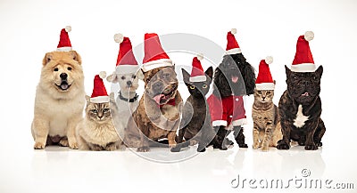 Group of eight adorable santa cats and dogs with costumes Stock Photo