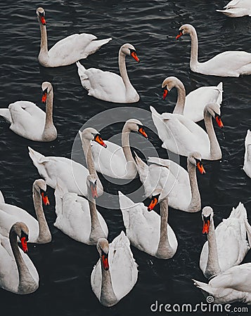 Group of elegant swans gracefully gliding through the shimmering water. Stock Photo