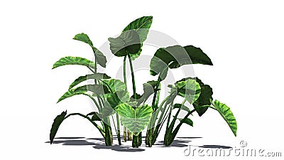 A group of Elephant ear plants Stock Photo