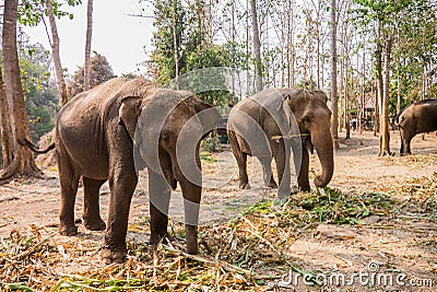 Group of elephant Stock Photo