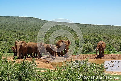 Group of elephant near watering-place in savanna Stock Photo