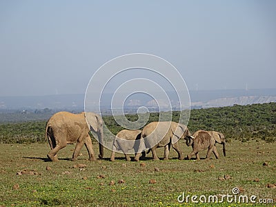 Group of elephants Addo elephant national park of South Africa Stock Photo