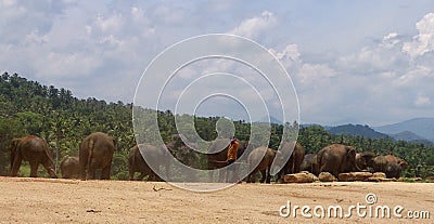 Elephants Stock Photo