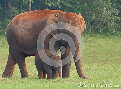 Elephants in Periyar National Park Stock Photo