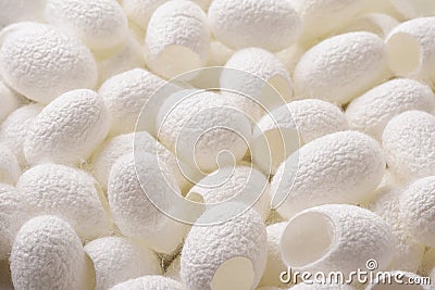 Group of empty natural silk cocoons Stock Photo