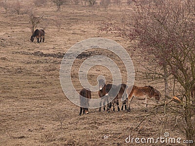 Group of Exmoor ponies on meadow Stock Photo