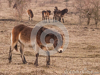 Group of Exmoor ponies on meadow Stock Photo
