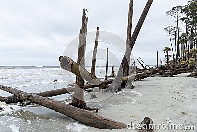 Group of fallen trees at high tide on the coast of Hunting Island, South Carolina Stock Photo