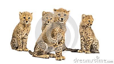 Group of a family of three months old cheetah cubs sitting Stock Photo