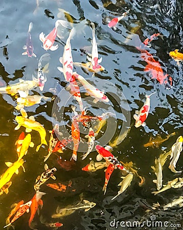 Group of Fancy Variety Colorful Koi fishes or Carp Fishes Swimming in The Pond used as Template or Background Texture Stock Photo