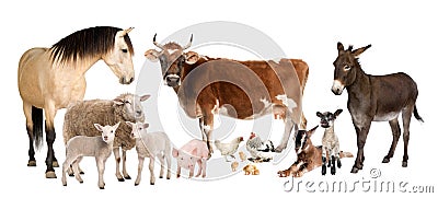 Group of farm animals : cow, sheep, horse, donkey, Stock Photo