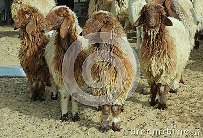 A group of farm sheep. Stock Photo