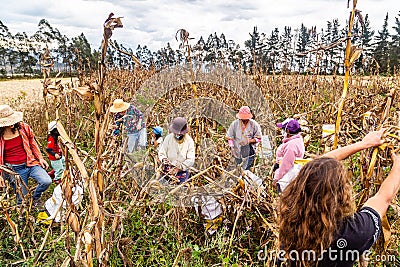 Group of farmers harvesting corn Editorial Stock Photo