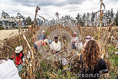 Group of farmers harvesting corn Editorial Stock Photo